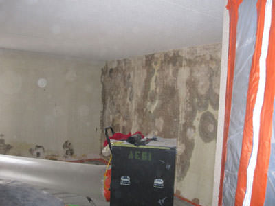 Black Mold Remediation Company for Commercial and Residential Buildings