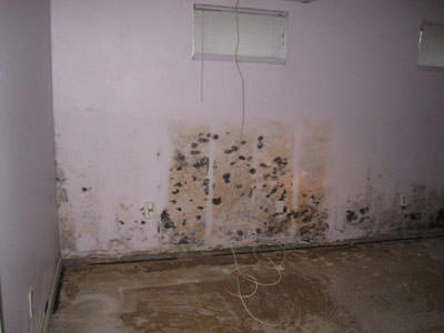 Mold Removal Company for Mold Growth in Homes