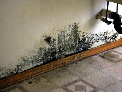 St. Louis Mold Removal Services