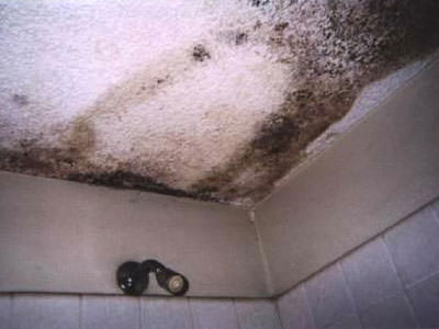 Mold Removal Companies in St. Louis, St. Charles, & Columbia 