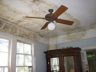 Mold Removal Service in St. Louis, St. Charles, & Columbia
