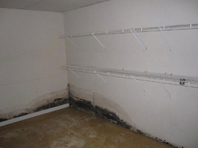 Toxic Black Mold Remediation Services