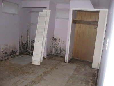 Mold Inspection Services in MO, KS, IL, and IA
