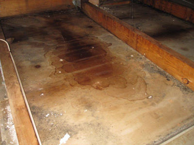 Mold Remediation Services in MO, KS, IL, IA