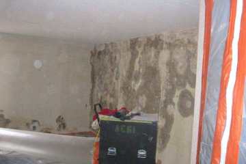 Mold Removal