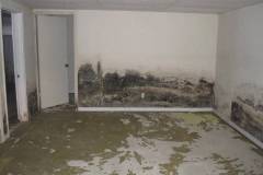 Mold-Calling-a-Mold-Remed-Company-1