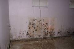 Mold-Home-Mold-Removal-2