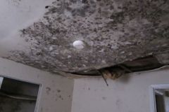 Mold-TestingInspection-2