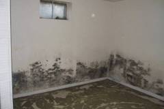 Mold-TestingInspection-4