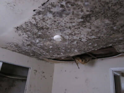 Mold Inspection and Testing Company